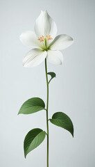 Fototapeta premium A close-up of white flowers with delicate petals, intricate red stamens, and green leaves against a soft gray background.