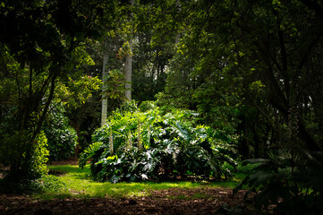 A vibrant patch of philodendrons thrives in a serene botanical garden, creating a lush, tropical...