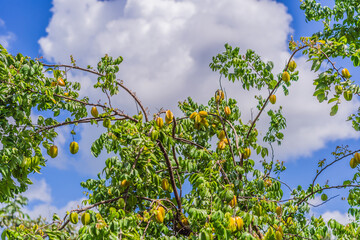 Carambola, also known as star fruit. Star fruits growing on a tree. Tropical nature, agriculture, and organic produce concept