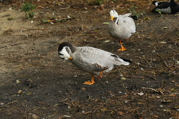 Ducks preening on the muddy bank of a quiet pond in the late afternoon