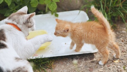 White mother cat with orange collar protecting her food from small ginger kitten outdoors