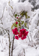 Vibrant Pink Roses in a Snowy Winter Scene