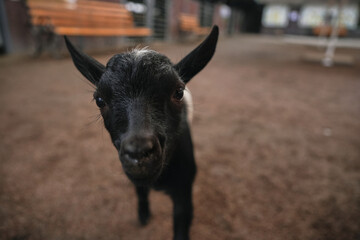 A curious black goat approaches visitors in a rustic farm setting