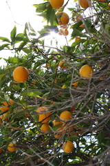 orange tree with oranges