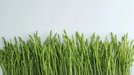 Fototapeta premium Fresh Asparagus - Vibrant Green Goodness