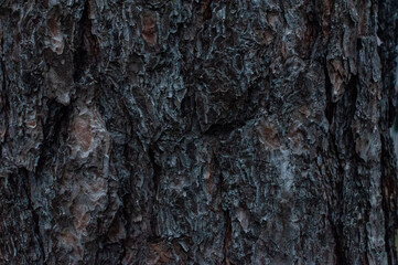 Tree bark close-up, wood texture