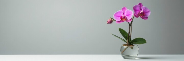 Obraz premium Single small orchid in a tall clear glass vase, elegant, plant, isolated