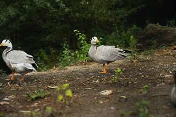 Two gray ducks walking along a forested path in the early afternoon