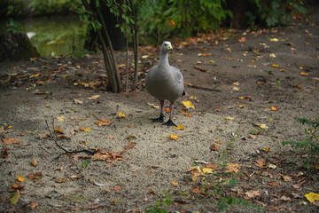 Fototapeta premium Gray goose wandering on a sandy forest floor among fallen leaves
