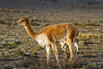Joven Vicuña en el páramo andino