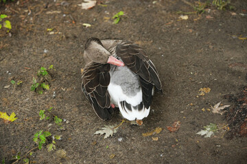 A gray goose resting quietly on the ground during a calm afternoon