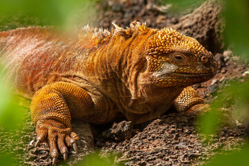 Iguana terrestre en Isla Santa Cruz Galápagos