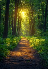 Obraz premium Bright sunrays gracefully cascade through the trees in a park, with a path winding uphill toward the sun