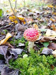 a small fly mushroom that grows among leaves and green moss