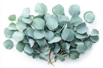 Eucalyptus leaves arranged on white background.