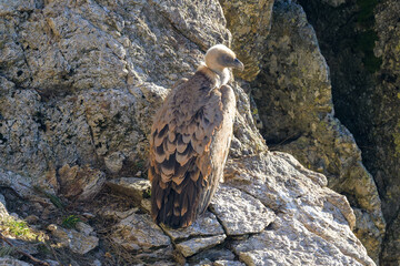 Buitres leonados en la Sierrra de Guadarrama