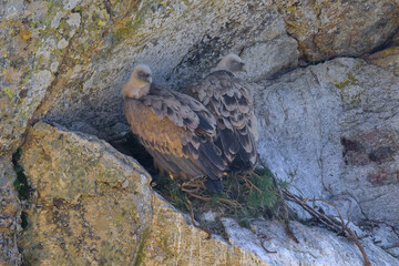 Buitres leonados en la Sierrra de Guadarrama