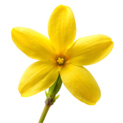 Bright Yellow Forsythia Flower Spring Bloom Nature Shot Petal Plant Macro Image 