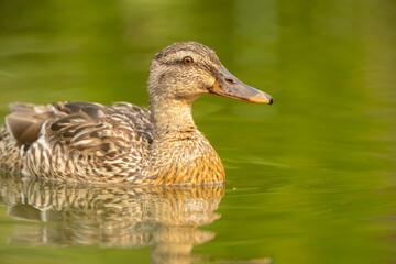 A brown female mallard duck Anas platyrhynchos swimming in a lake on a spring sunny day