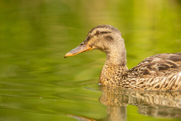 A brown female mallard duck Anas platyrhynchos swimming in a lake on a spring sunny day