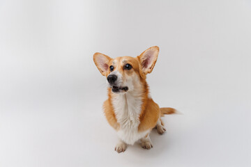 Corgi enthusiastically awaiting a treat, showcasing joy and anticipation on a white backdrop