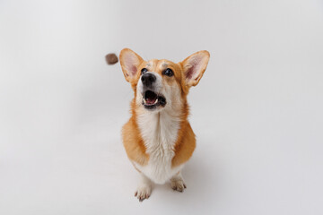 Corgi eagerly catching a treat in mid-air, showing pure excitement and focus in action