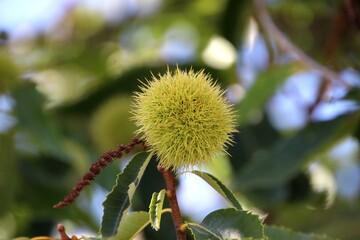 planta fruta castanha portuguesa - Castanea sativa