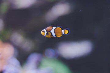 Clownfisch