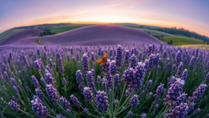 Obraz premium Butterfly’s Grace in Lavender Fields