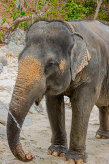 Fototapeta premium Elephants on Patong Beach Phuket Thailand beautiful turquoise blue waters on the white sand and long tail boats used for tourist