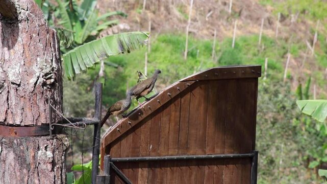 colombian chachalacas over an old rusty wooden fence