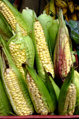 A vibrant display of fresh corn on the cob at a bustling market in Bogotá, Colombia. The bright...
