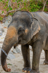 Fototapeta premium Elephants on Patong Beach Phuket Thailand beautiful turquoise blue waters on the white sand and long tail boats used for tourist