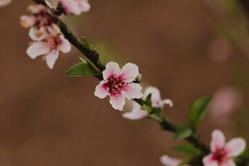 Close-Up of Pink Blossom on Branch