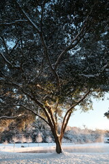 Oak tree with snow