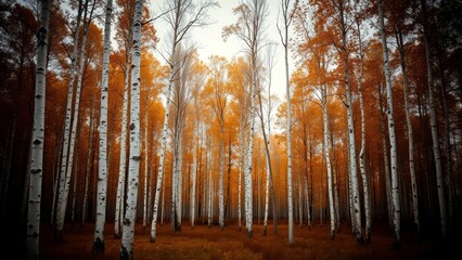 Obraz premium White Birch Forest with Orange Leaves