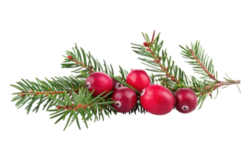 A festive arrangement of vibrant red cranberries nestled among fresh evergreen branches captures the essence of winter celebrations isolated on transparent background
