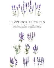 lavender plants herbs watercolor collection © Sabine