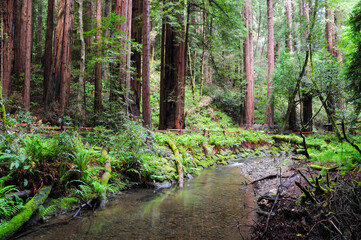 Obraz premium Tranquil creek in lush ferns and towering redwoods, serene forest setting