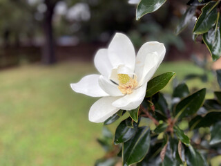 Magnolia Tree Blossom