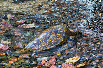Green sea turtle resting on the shore.