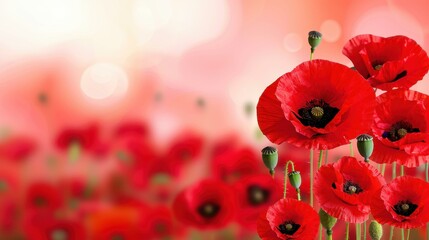 Vibrant red poppies bloom in front of a softly blurred flag, symbolizing hope and remembrance for Italys Liberation Day.