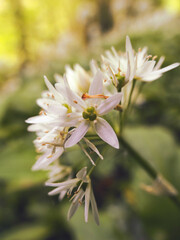 Allium ursinum