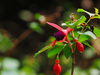 Fuchsia regia reitzii en gros plan
