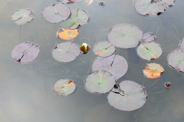 Lily pads float on serene water reflecting pastel hues in tranquil pond