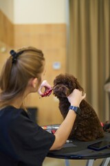 Fototapeta premium Dog grooming session indoors at a pet salon during the day