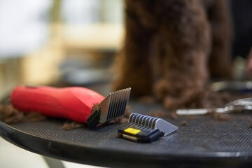 Dog grooming session with clippers and tools on a workstation