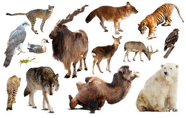 Obraz premium assortment of many kind of asian wild birds, reptiles and animals on white background