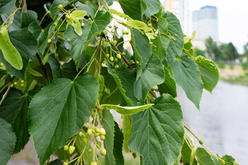Branch of blossoming linden tree in June