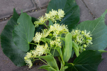 Linden yellow blossom of Tilia cordata tree (small-leaved lime, little leaf linden flowers or small-leaved linden bloom ), banner close up. Botany blooming trees with white flowers.